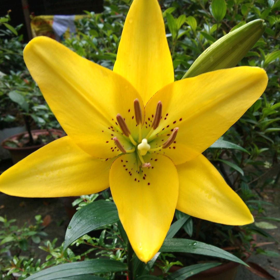雾里的花