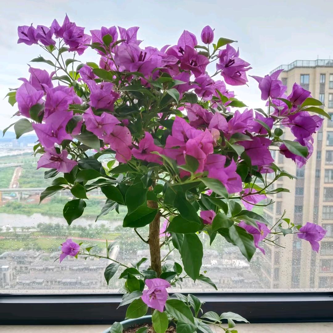 简爱