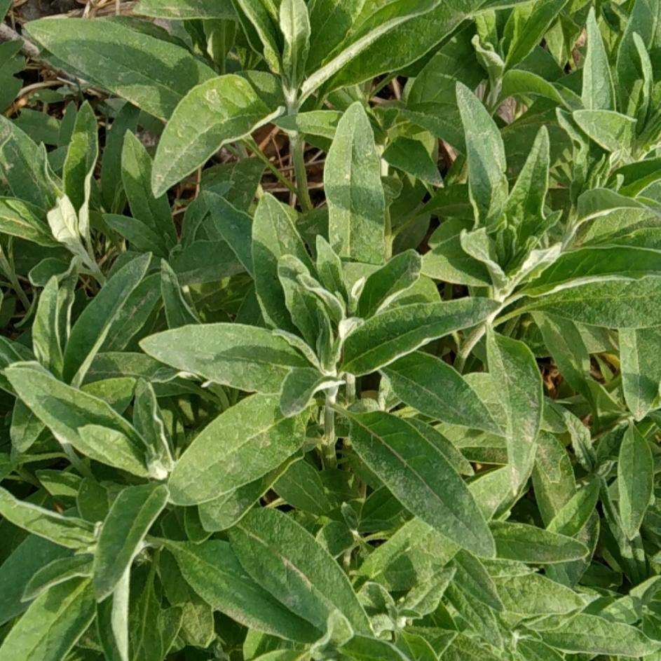 与风同行