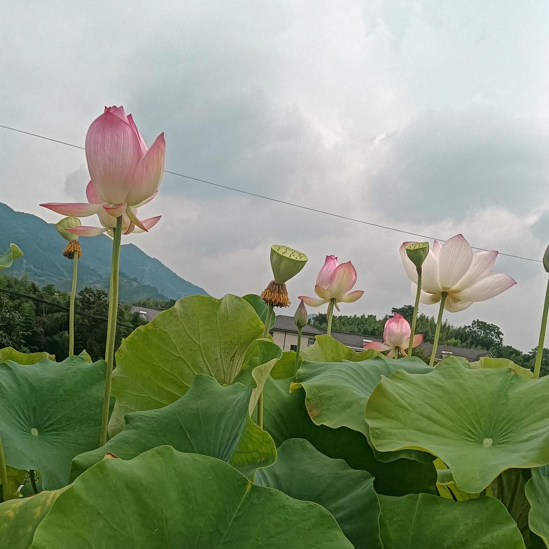 🍃冰雪嫣然🍃