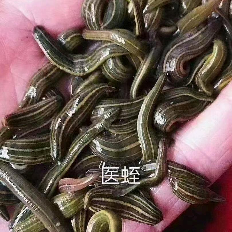 小杰户外蚂蟥