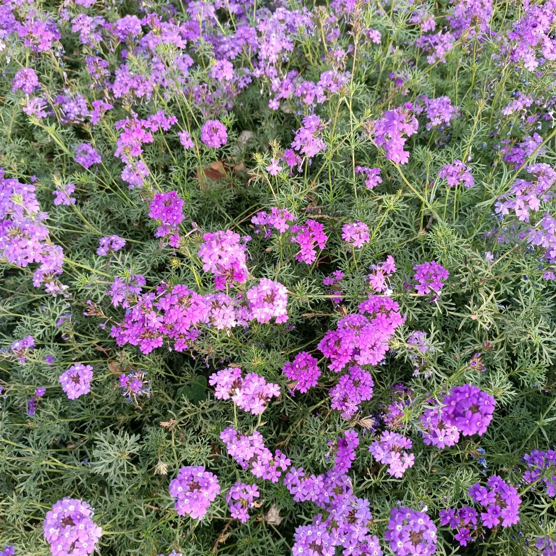 苦乐年花