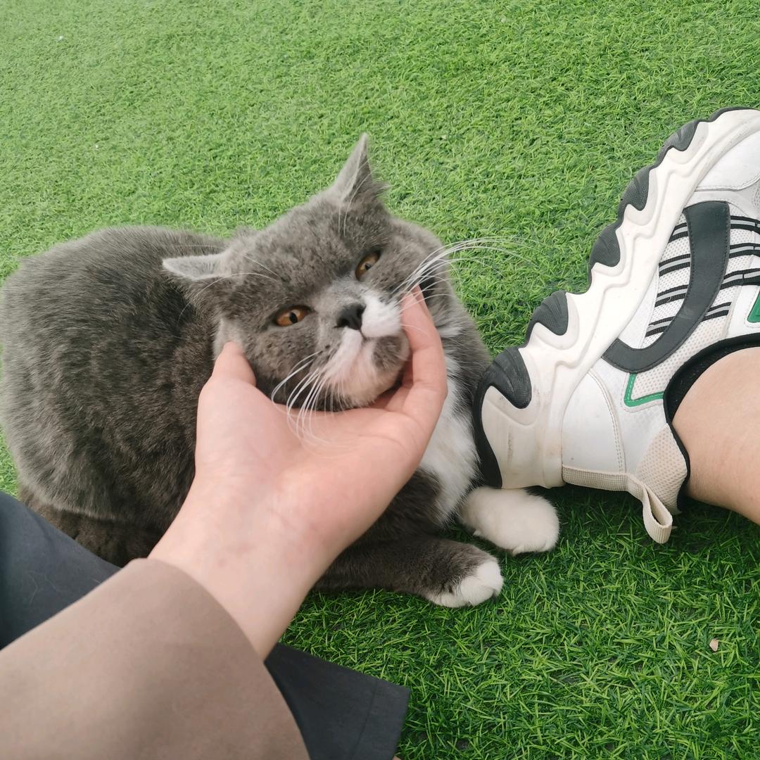 肉肉是个憨货