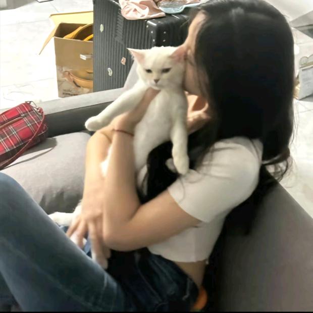 逻辑猫