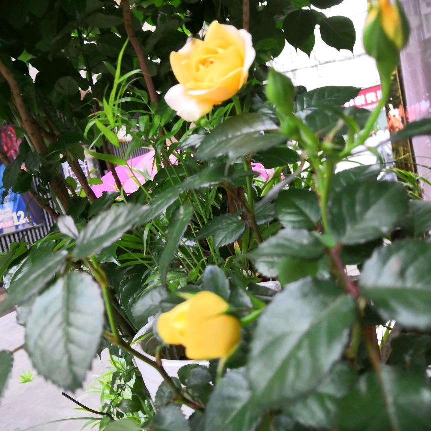 💖💖乞巧💕💕