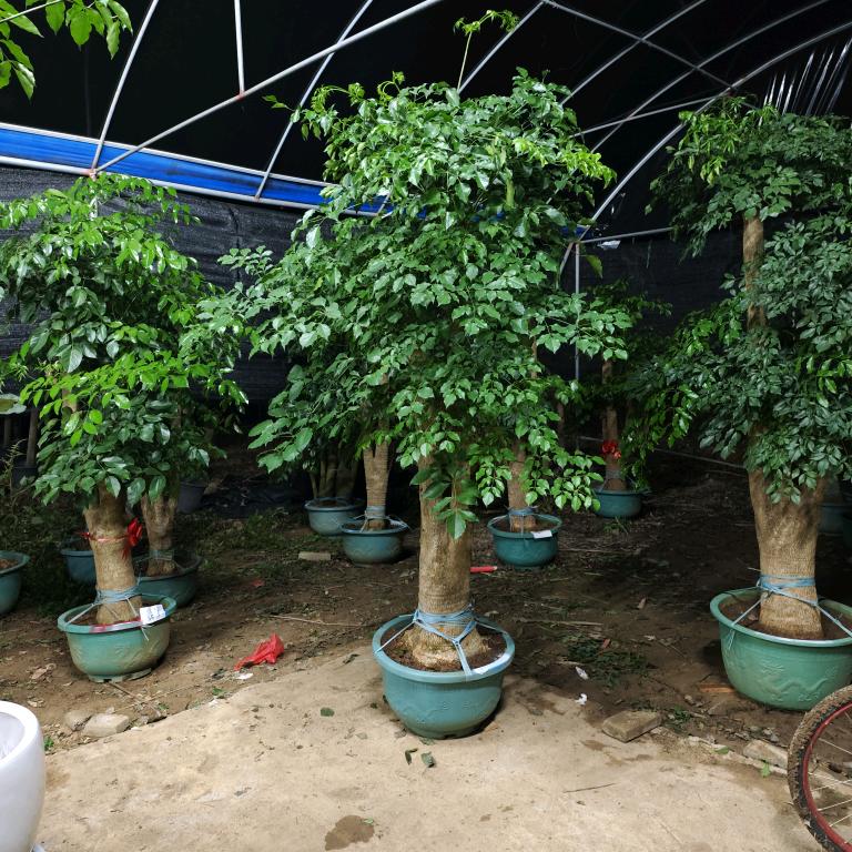 依依千亩绿植基地幌伞枫幸福树
