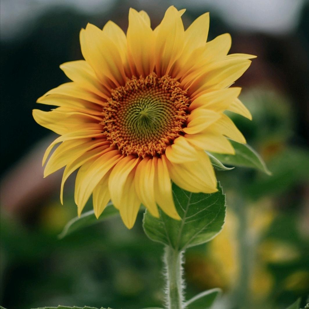 ᭄ꫛ徐ᩚ敏敏꧔ꦿ᭄