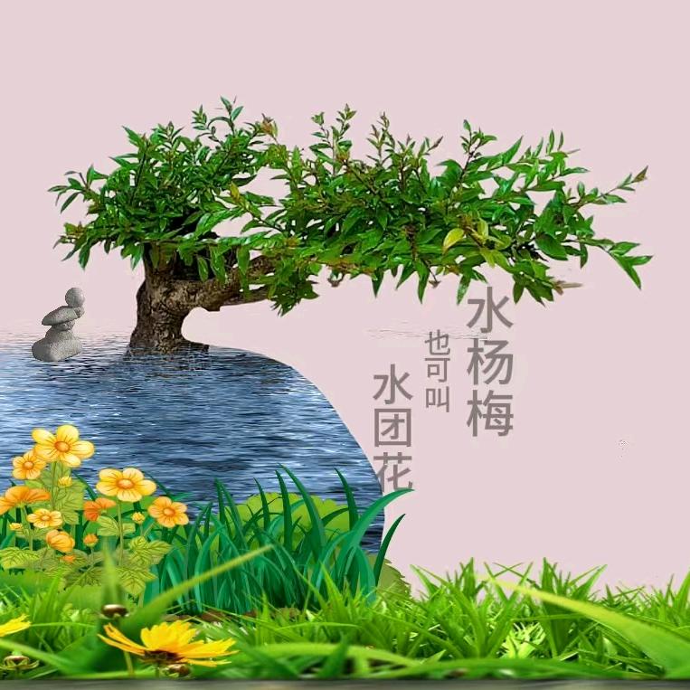 零九盆景☞户外