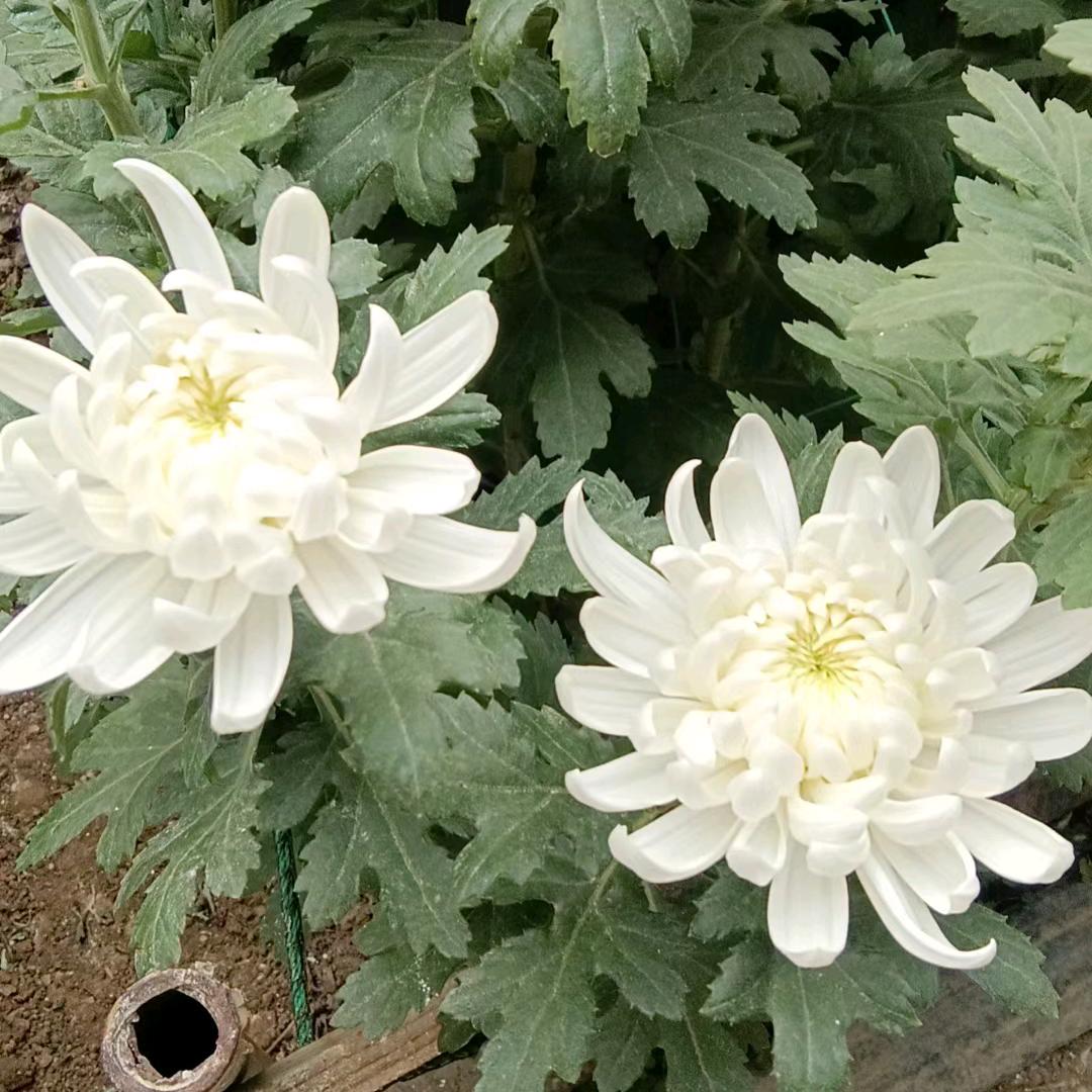江苏黄白菊批发