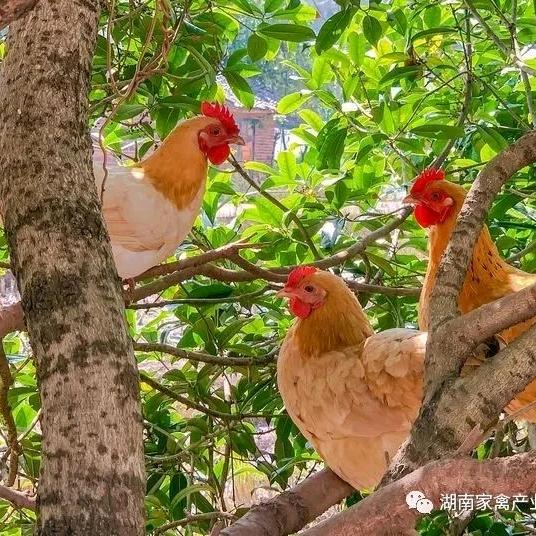 衡南鑫发生态农业有限公司