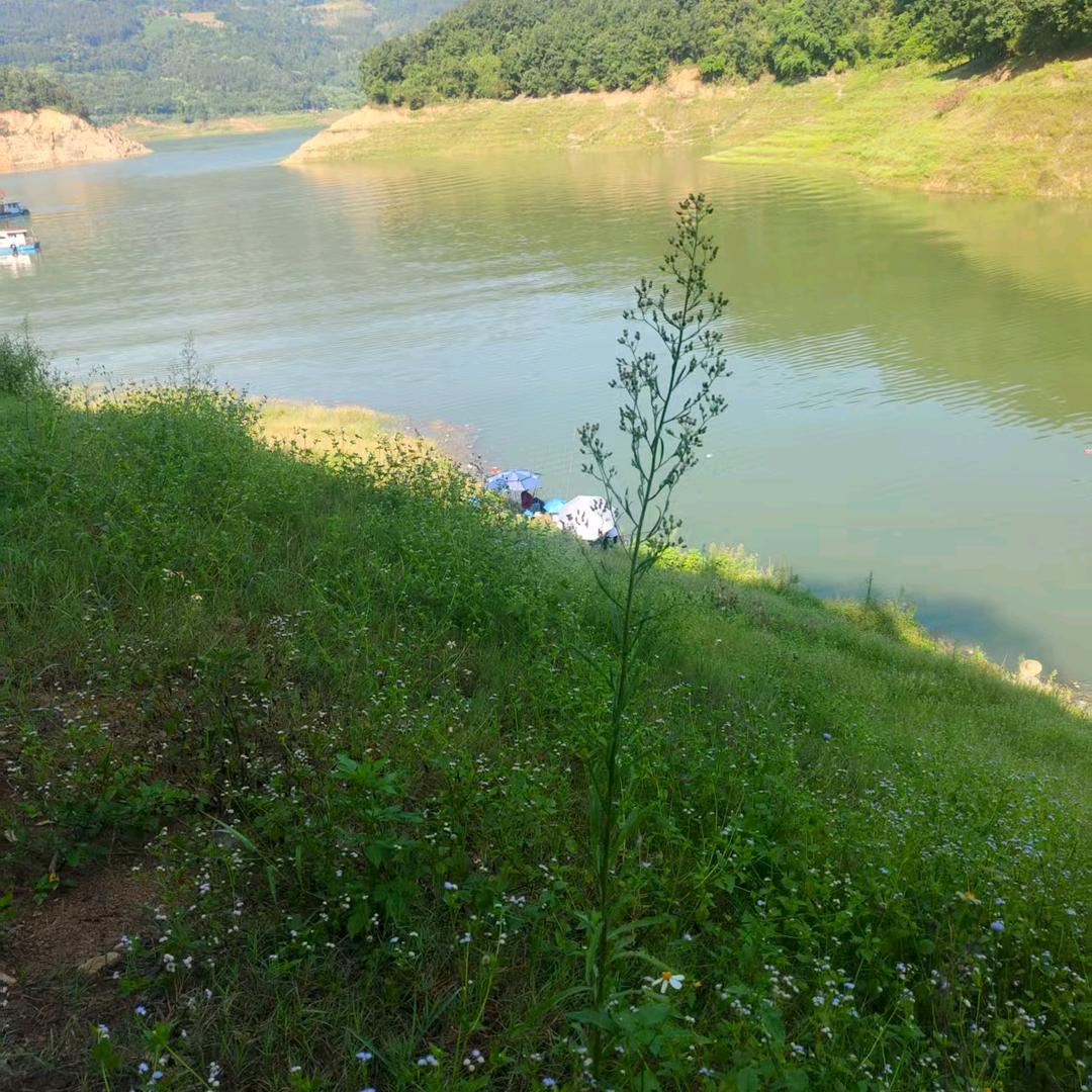 人生若只如遇见