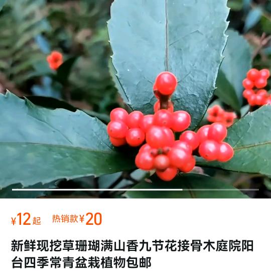 春风