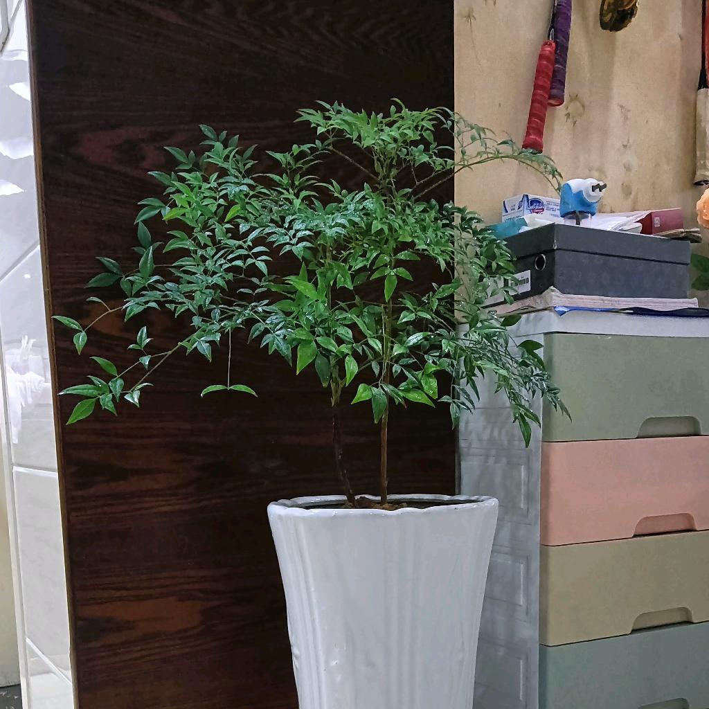 劉玲玲