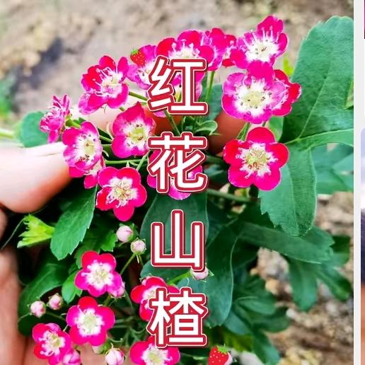 小强1.26