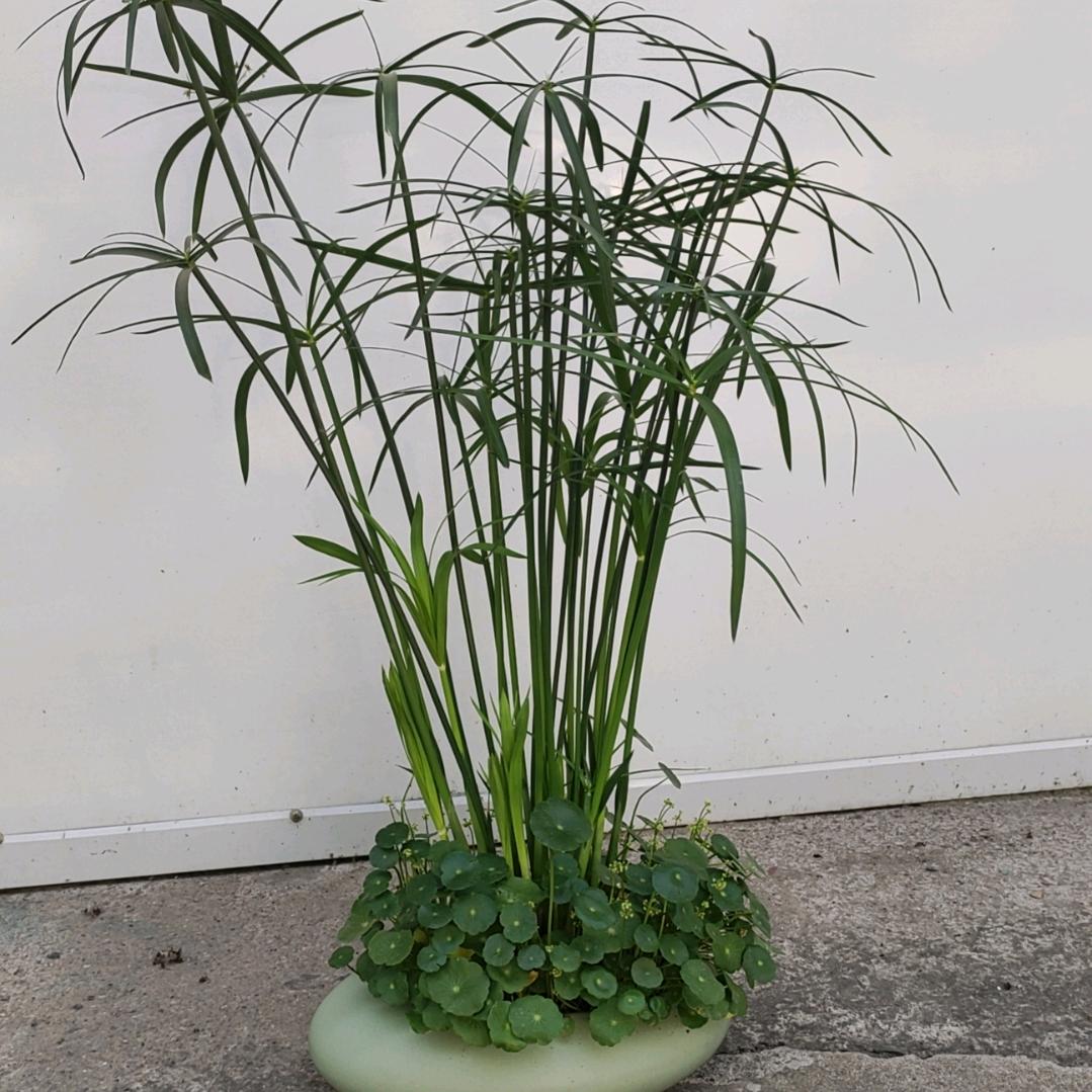 晚枫@