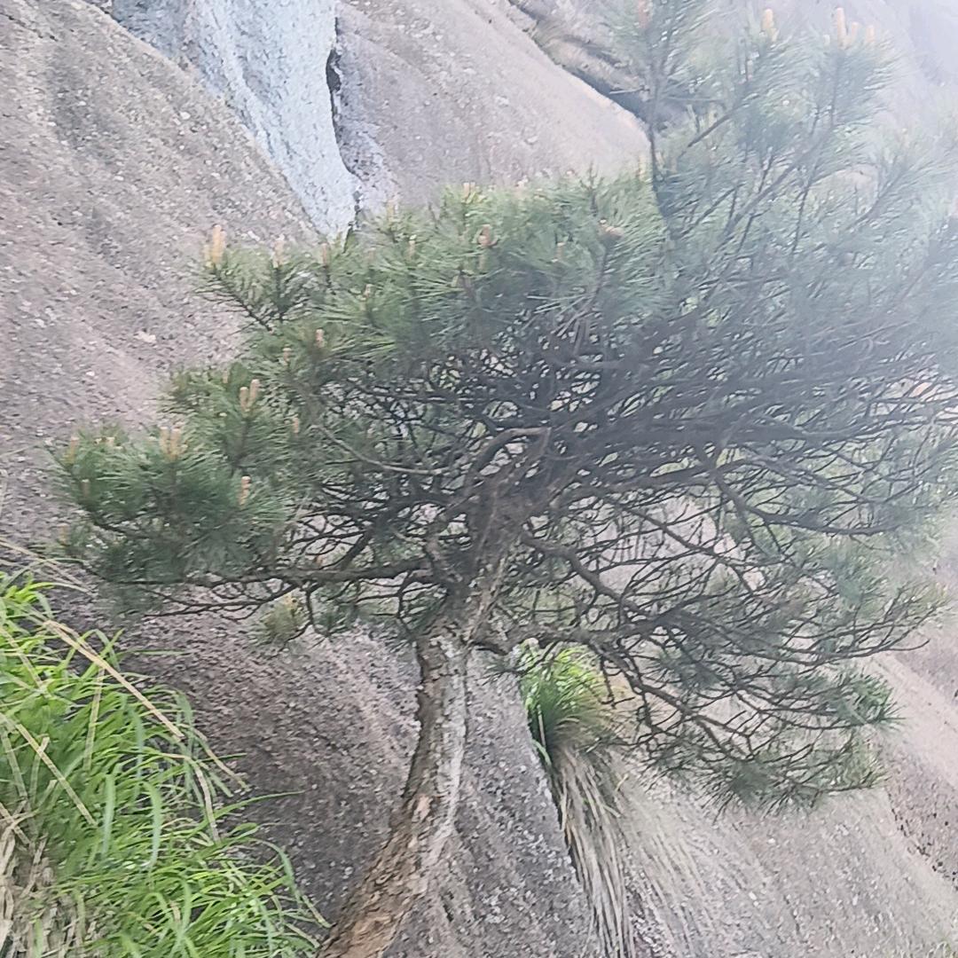 流浪皖者