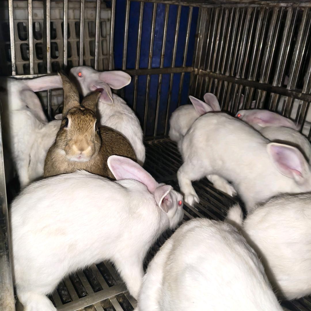 #乐山市鲜活草草兔