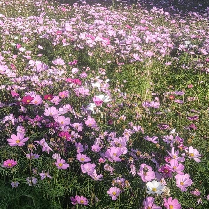 美兴源名茶