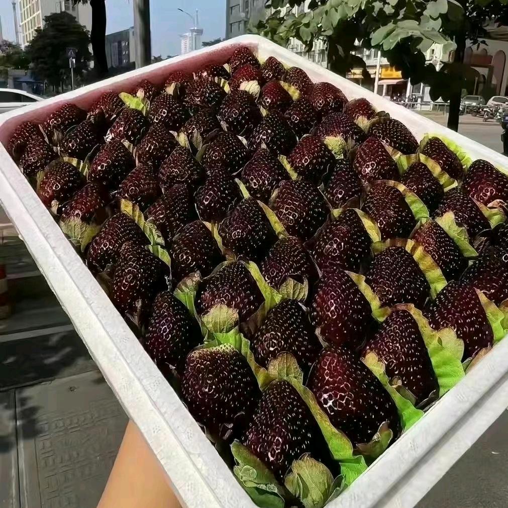 高架草莓技术推广.高山杜鹃基地