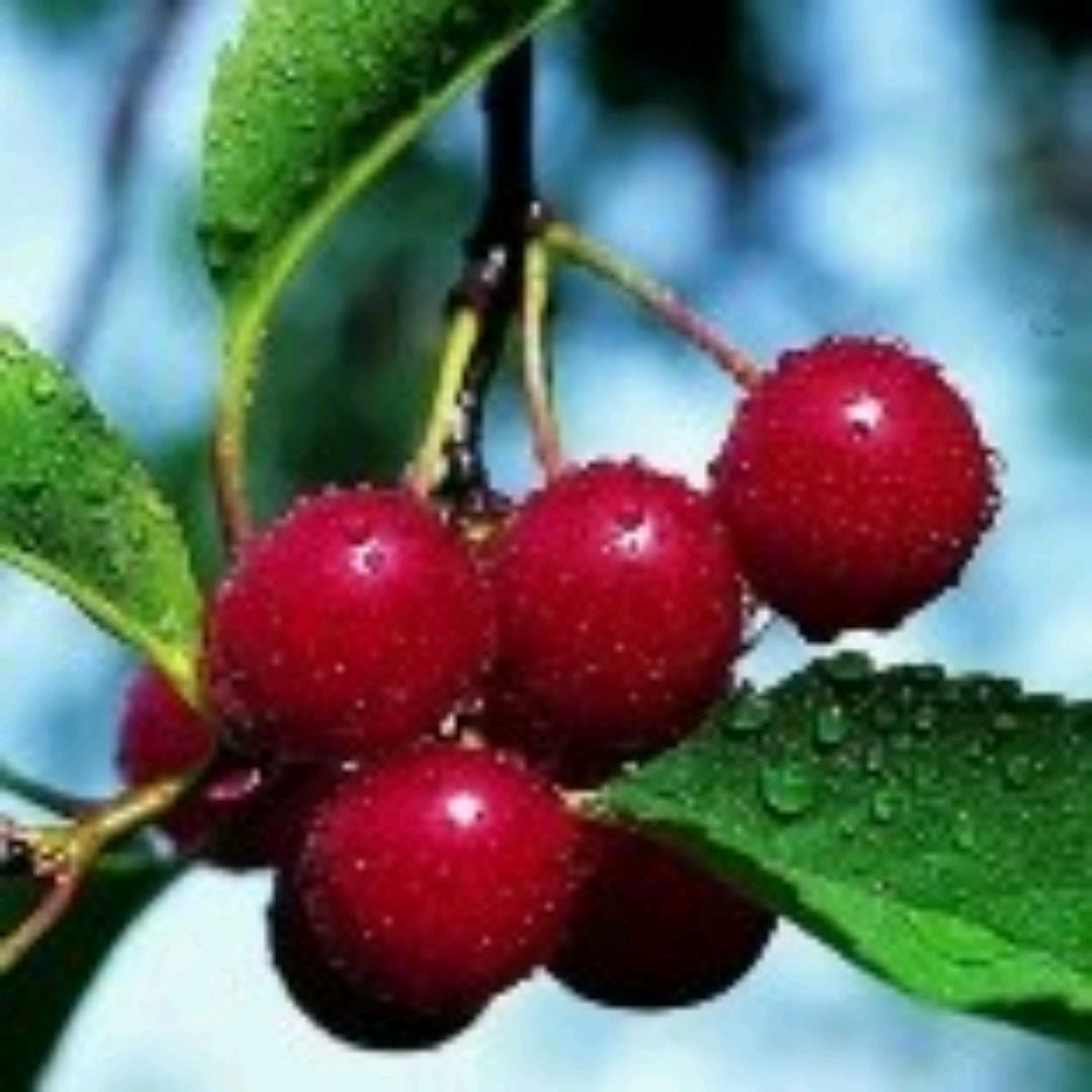 开心果7626421584132