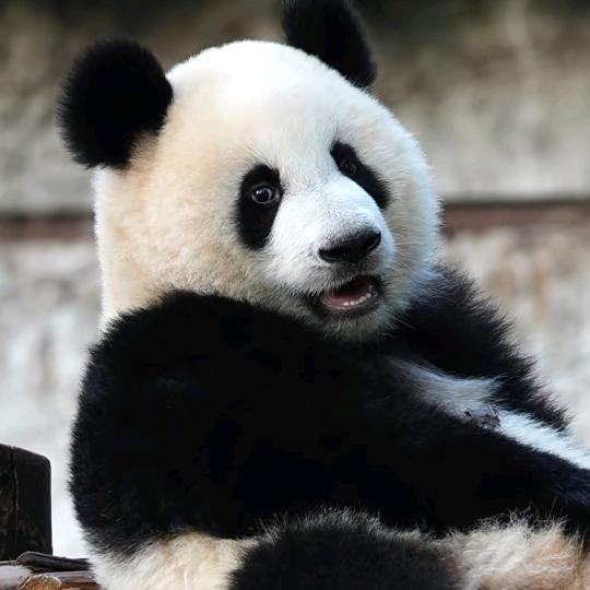 虫洞熊猫馆