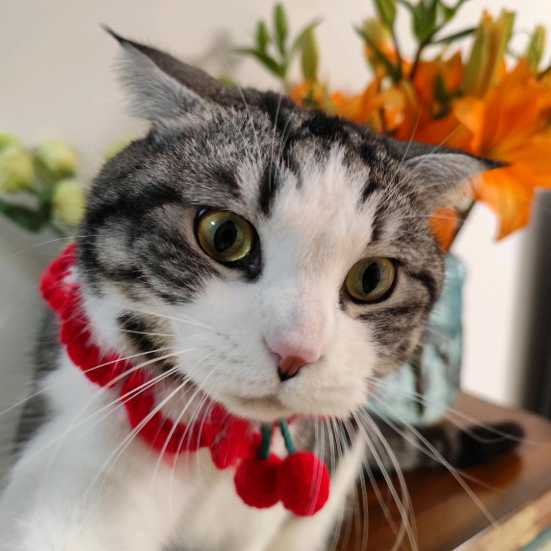 抓不到老鼠的虎妞