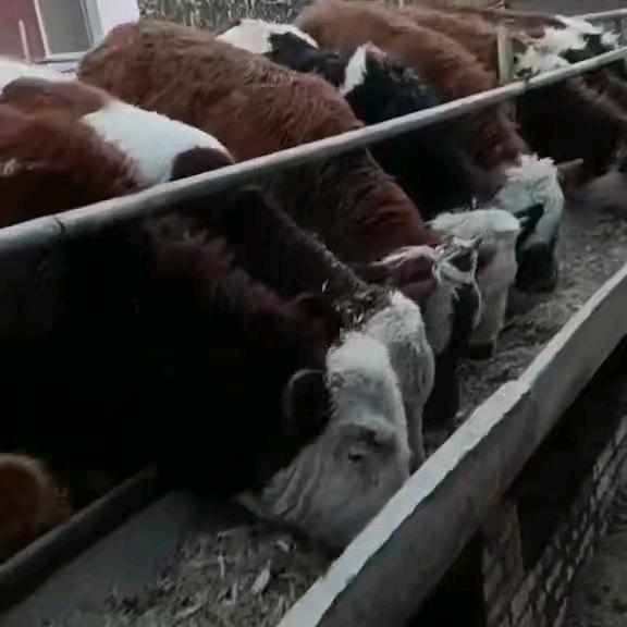 肉牛养殖