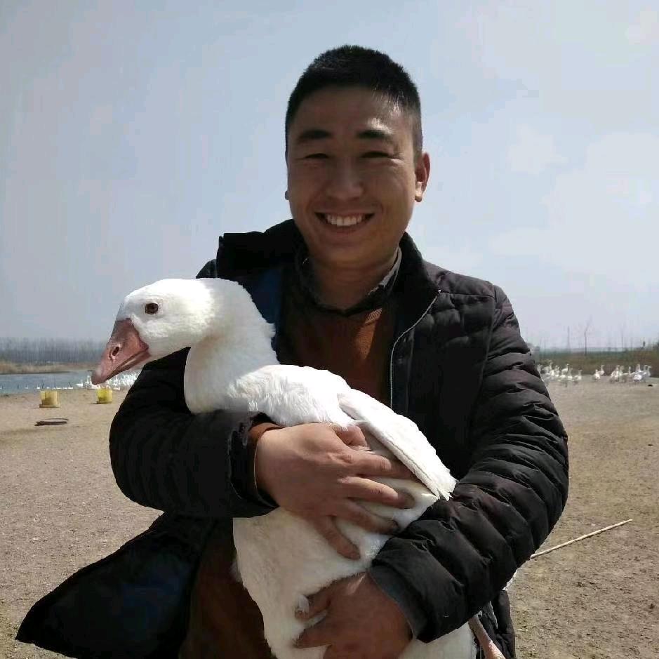 亮羽农牧·鹅苗销售-庄成