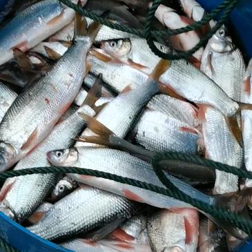 小汤（醴陵本地鱼水产🐟🐟🐟）