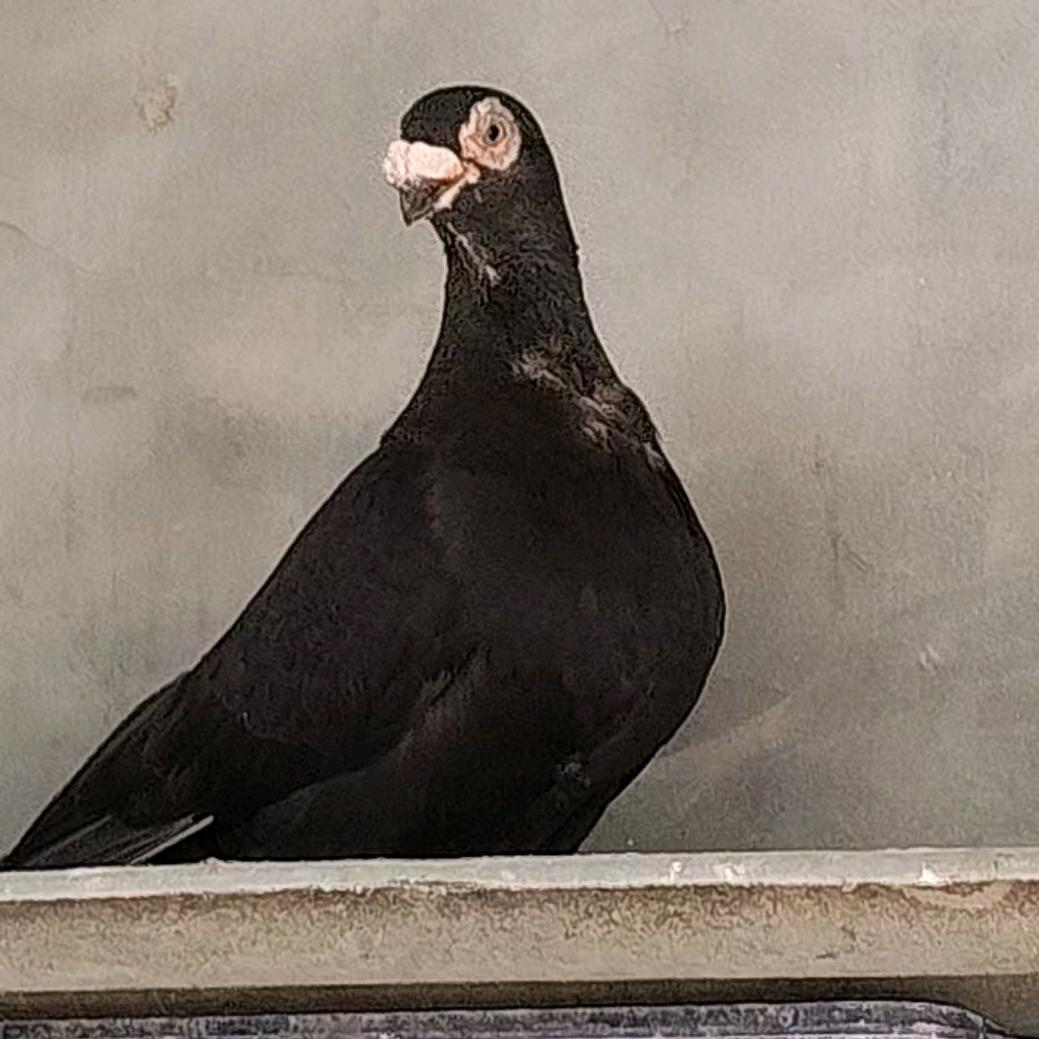 阿哥连家信鸽店