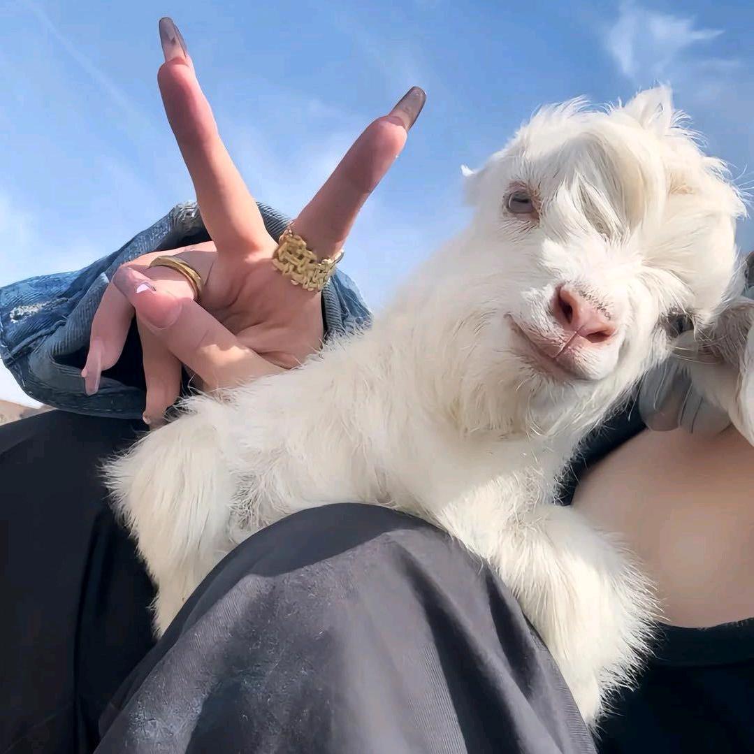 ✨羊羊羊