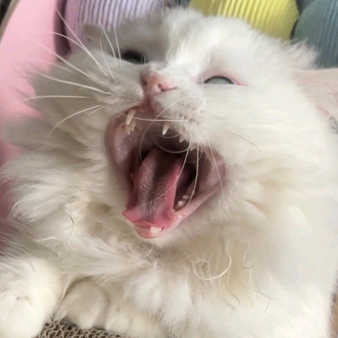 菱斑拿破仑图图