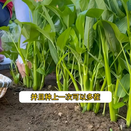神秘人