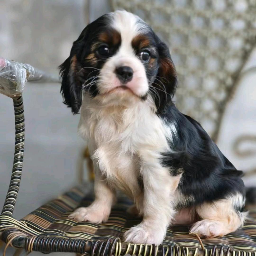 伯恩山和查理王