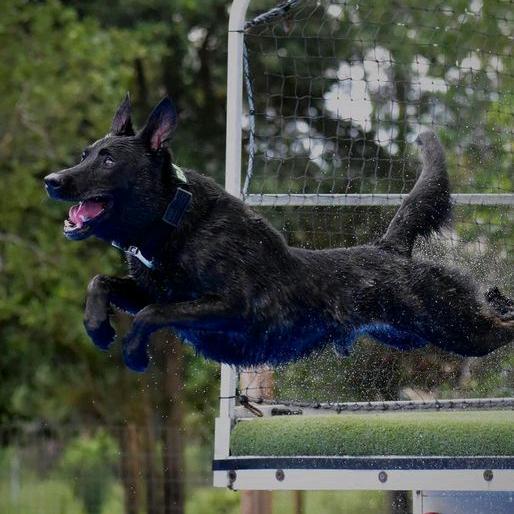 K-9🌞