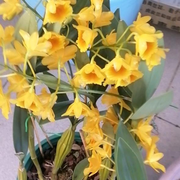 放夏