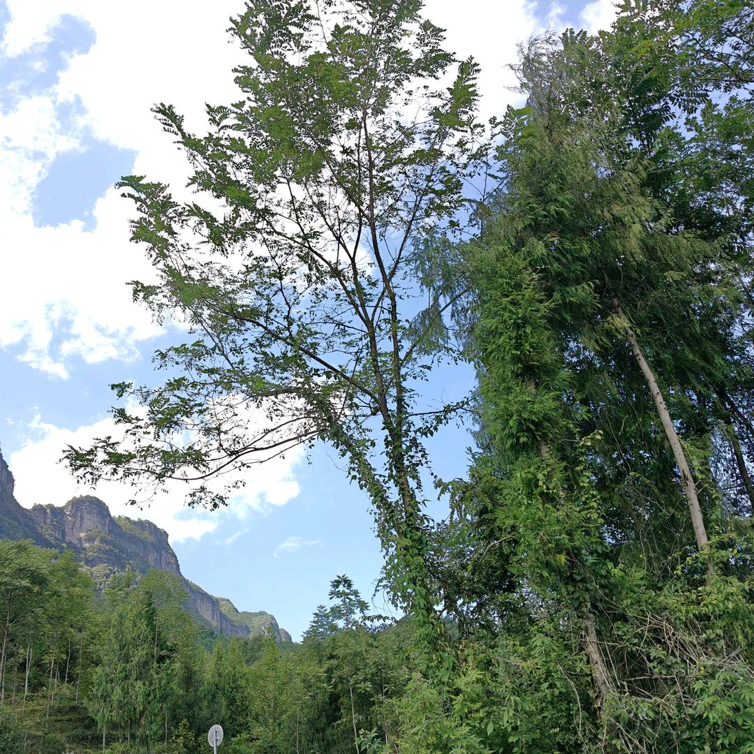 李老板