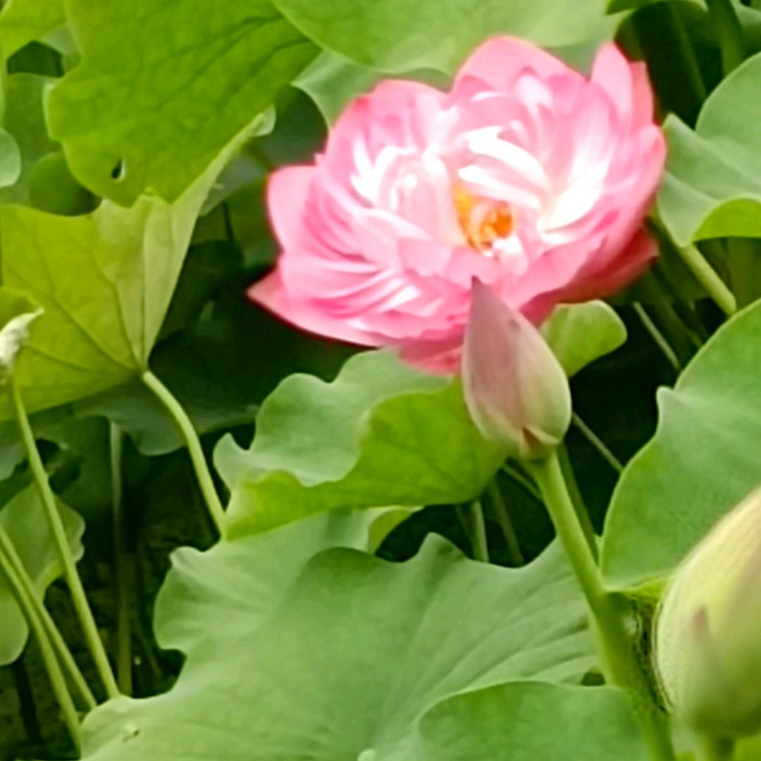 @@太阳🌞头像