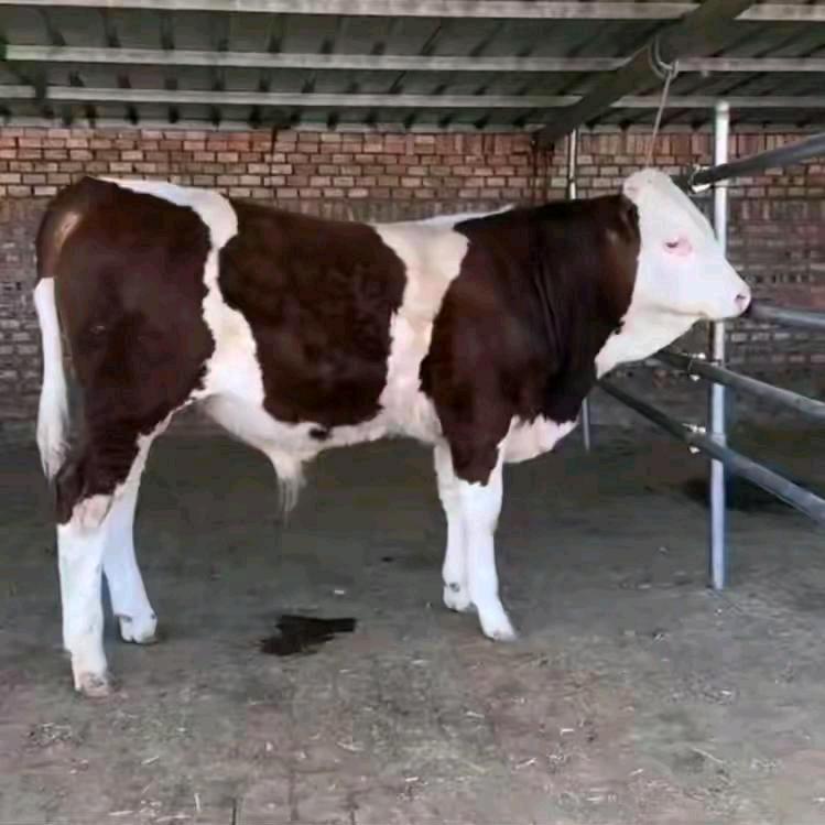 和顺国红散养繁殖母牛🌹🌹🌹