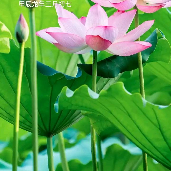 首播第一天小花