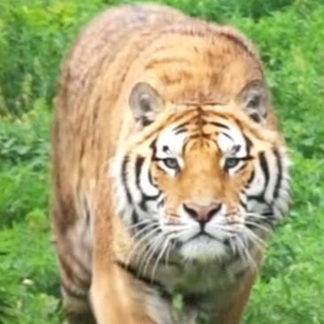 猜不透人心