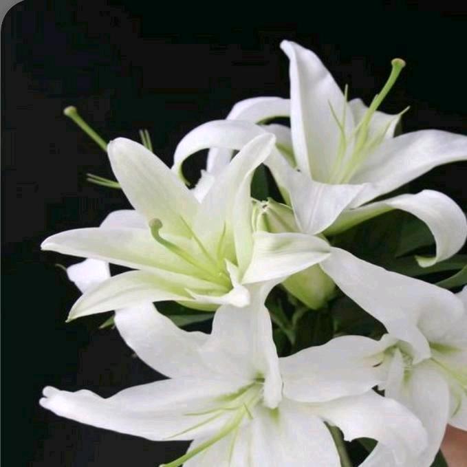 幸福像花儿一样