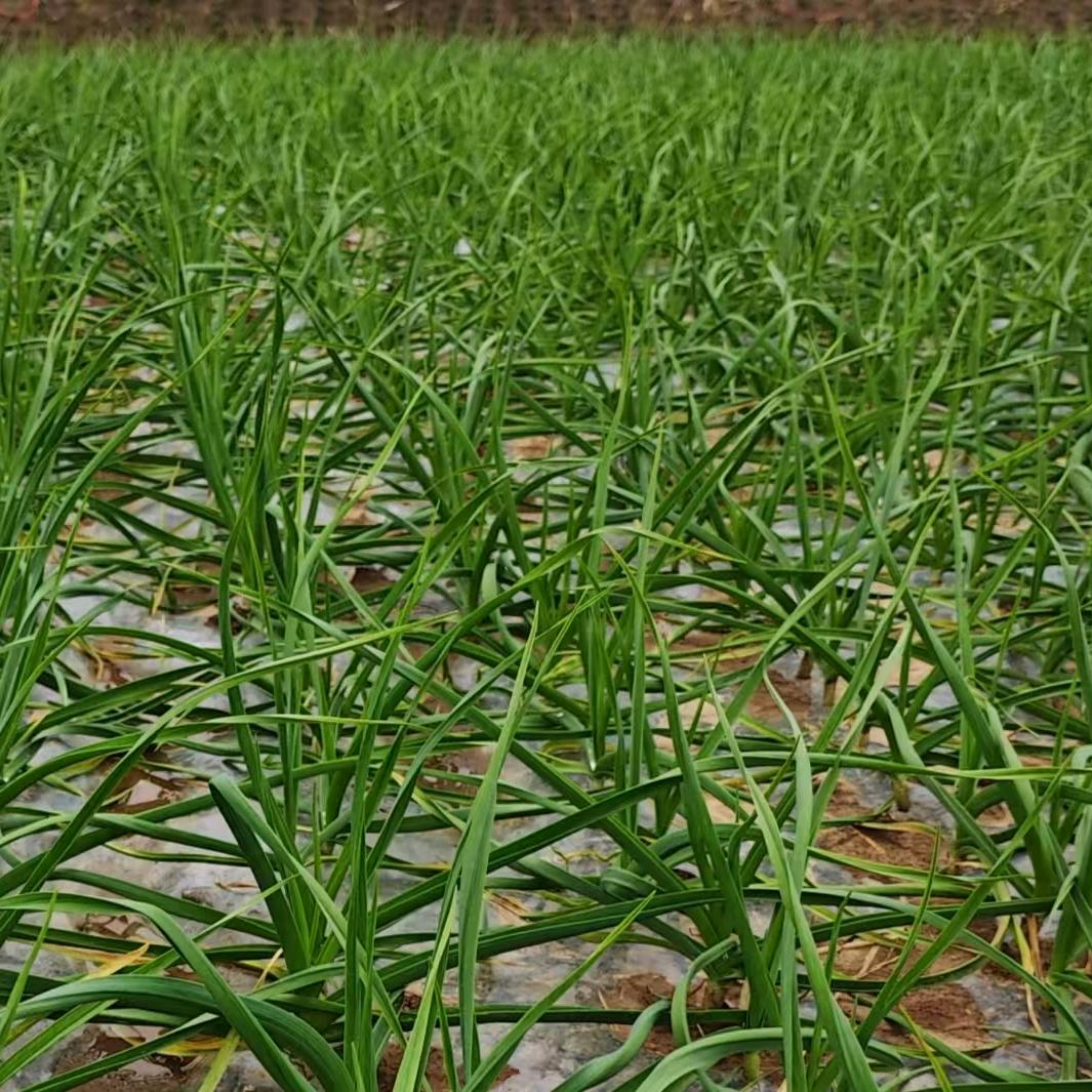 老王聊大蒜