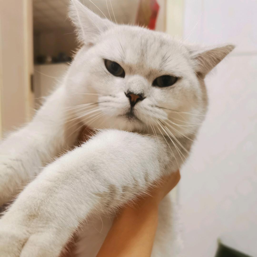 不吃老鼠的猫