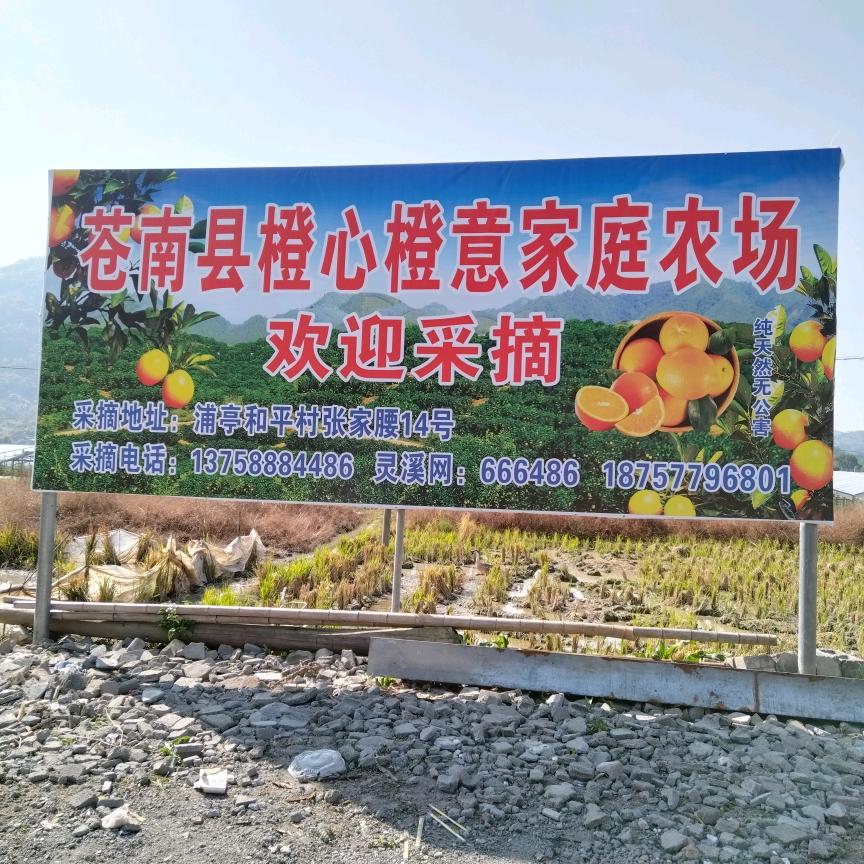 苍南县橙心橙意家庭农场张家腰和平村14号