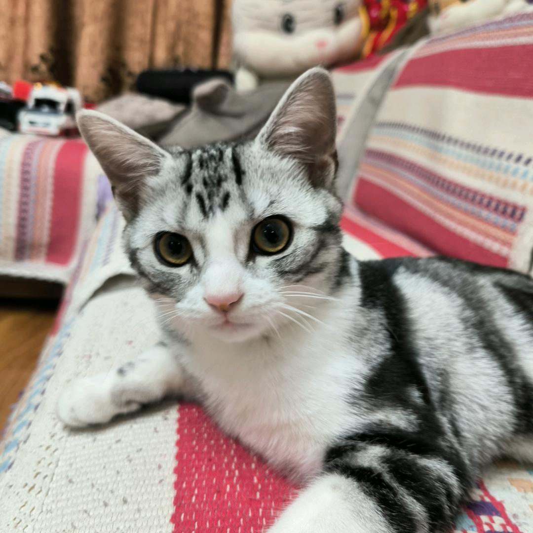 宫主