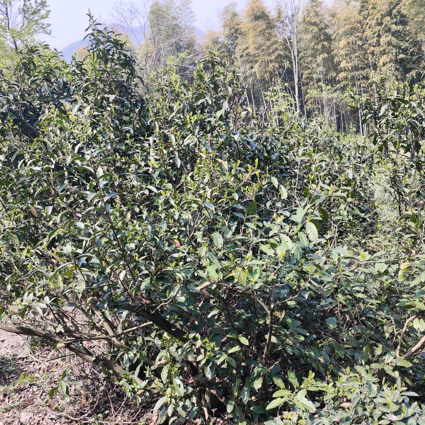 东黄山老程
