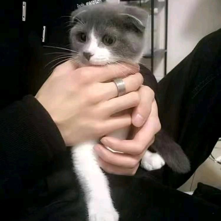 领袖（528电竞）