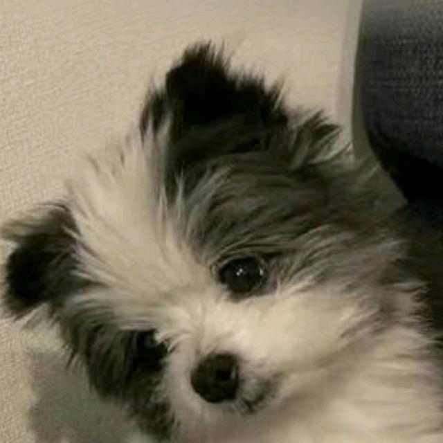 四毛五