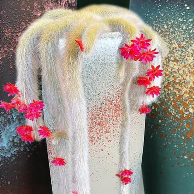 卖花的花博士